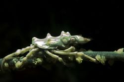 XeNoCrAb,sulawesi,nikon d70 by Marco Wannenmacher 